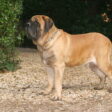 Engelse Mastiff
