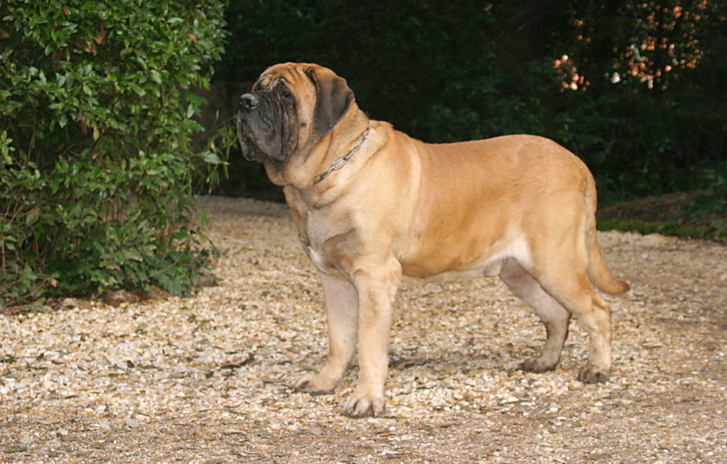 Engelse Mastiff