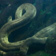 Groene Anaconda