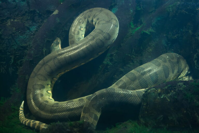 Groene Anaconda