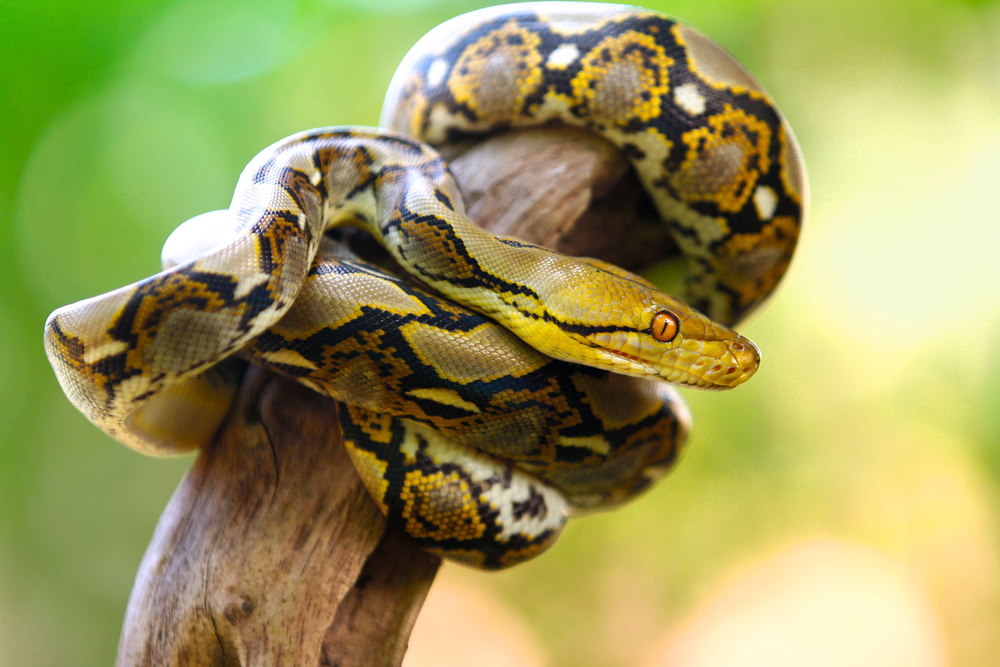 Netpython