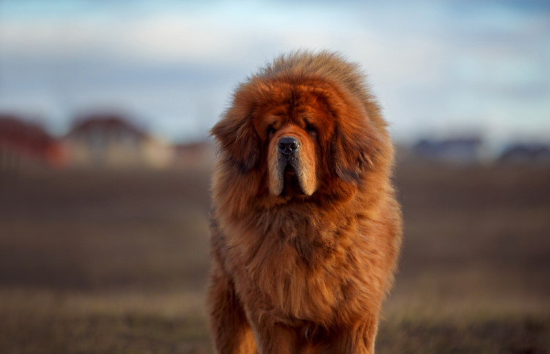 Tibetaanse mastiff