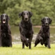 Flatcoated Retriever
